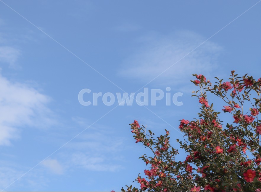 camellia,동백,동백꽃,꽃,flower,sky,하늘,구름,cloud,plant,식물,잎,leaf