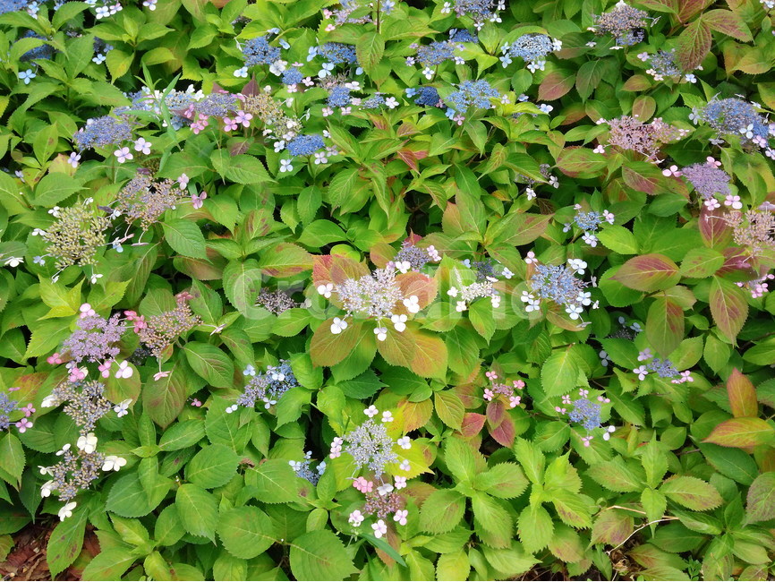 가을,꽃,산,보라색,아름다운,식물,자연,plants,nature,꽃,flower
