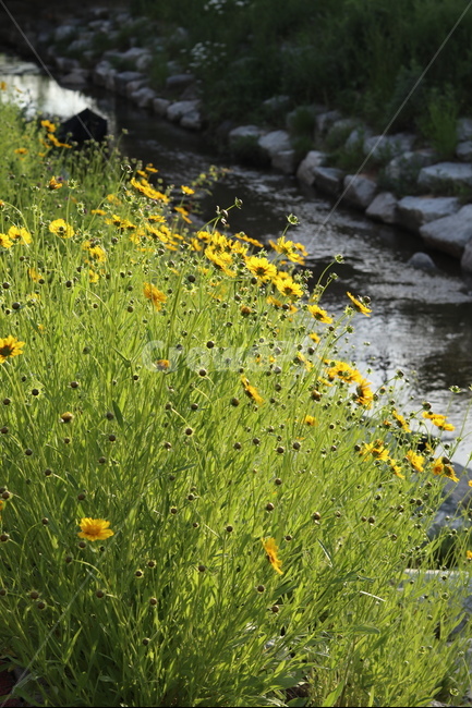 금계국,풍경,노랑,봄,아침,자연,식물,자연,plants,nature,꽃,flower