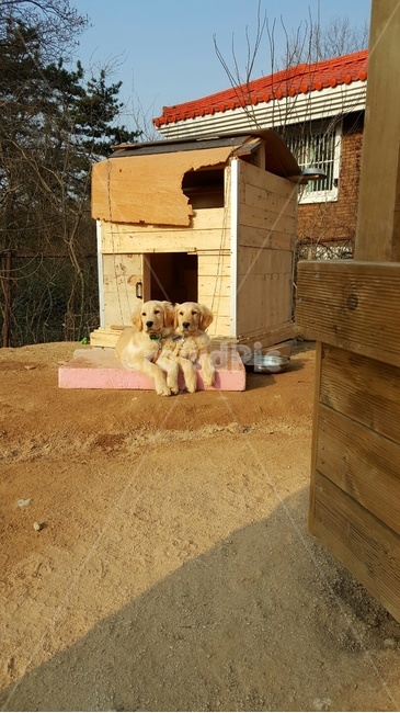 강아지,멍멍이,리트리버,애완견,골든리트리버,동물,animal,포유류,mammal,개,강아지,dog,doggy