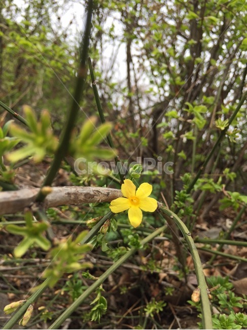 plant,식물,꽃,노란꽃,산길,들,야생화,wildflower,flower,yellow,식물,자연,plants,nature,꽃,flower