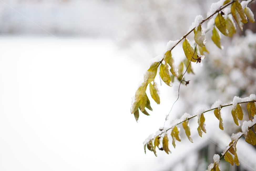 눈,스노우,snow,겨울,풍경,나무,잎,화이트,흰색,winter,식물,자연,감성,추위,겨울,계절,winter,season,자연,풍경,nature,landscape