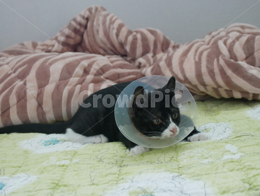 고양이,개냥이,아기고양이,동물,검은고양이,동물,animal,포유류,mammal,고양이,cat,kitten,kitty