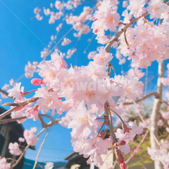 꽃,하늘,분홍,파랑,봄,spring,flower,pink,blue,봄,계절,spring,season,식물,자연,plants,nature,꽃,flower,plant,blossom