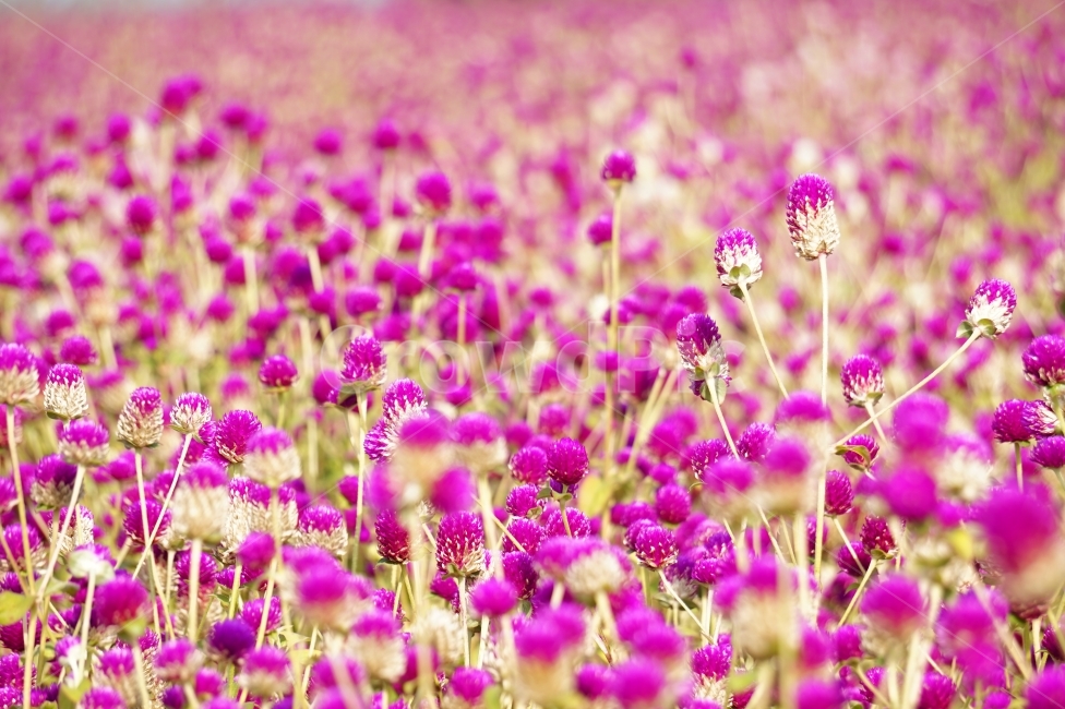 천일홍,나리공원,풍경,꽃이미지,나들이,식물,자연,plants,nature,꽃,flower