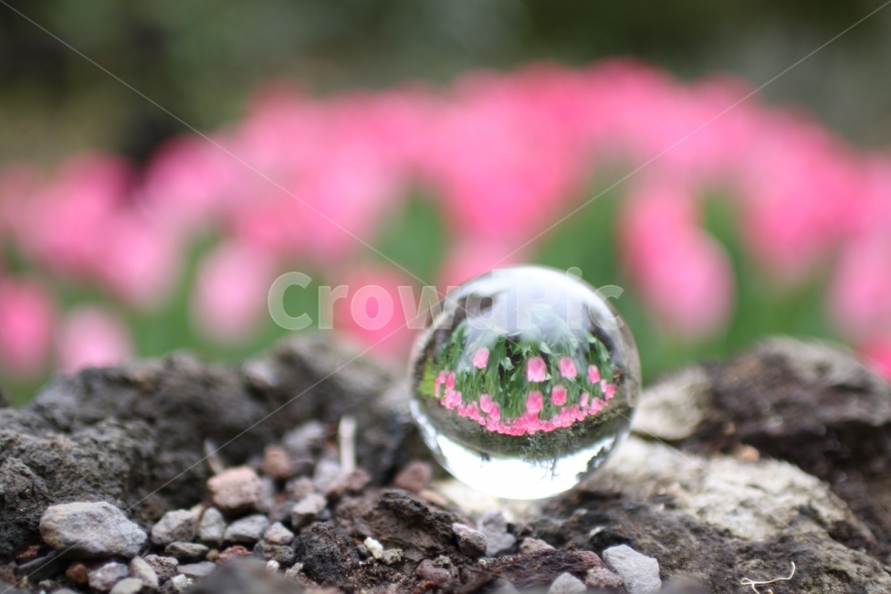 제주도,꽃,튤립,배경화면,핑크,봄,계절,spring,season,사물,물건,오브젝트,thing,object,matter,sphere,구체