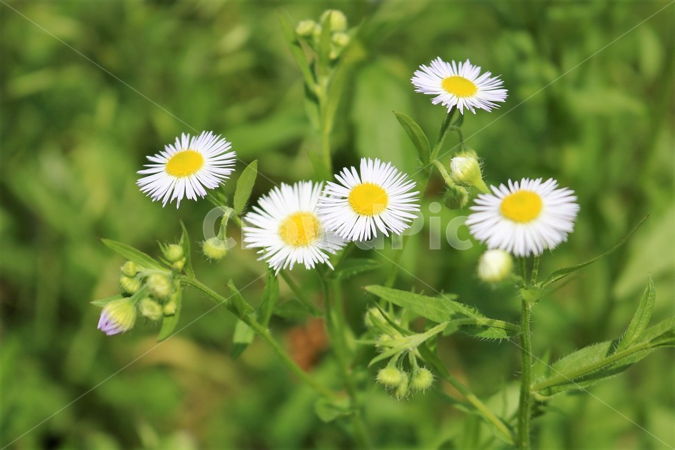 데이지,꽃,daisy,flower,식물,식물,자연,plants,nature,꽃,flower