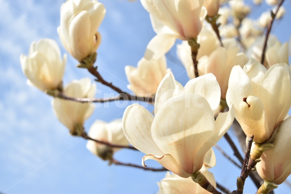 꽃,벚꽃,봄,목련,나무,하늘,아름다움,화사함,flower,식물,자연,plants,nature,꽃,flower