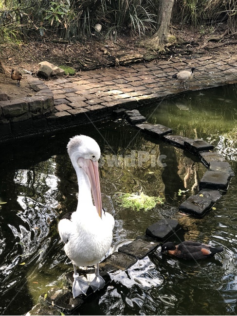 자연,water,outdoors,물,animal,동물,bird,새