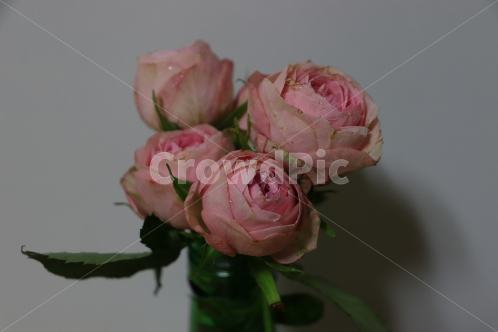 장미,미니장미,분홍장미,분홍꽃,rose,flowers,plants,감성사진