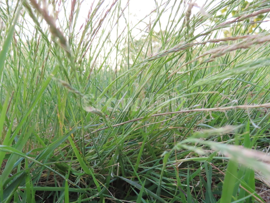 잡초,공원,식물,초록색,풍경,어지러움,자연,잔디,weeds,parks,plants,green,landscape,darkness,nature,grass