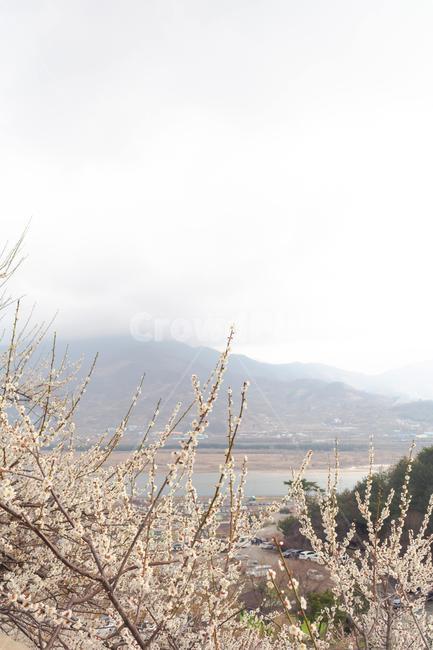 매화,꽃,봄,감성,따뜻한,자연,flower,spring,warm,nature,plant,식물,하늘,sky,흰색,산,white,mountain,흰꽃,whiteflowers