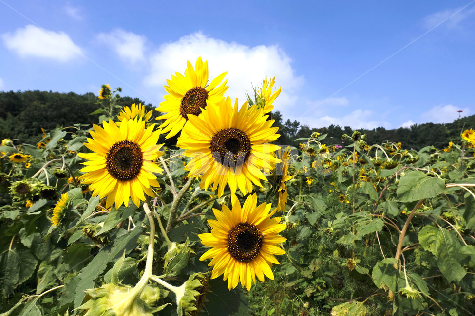 꽃,식물,해바라기,접사,plant,flower,sunflower,closeup,yellow,식물,자연,plants,nature,꽃,flower