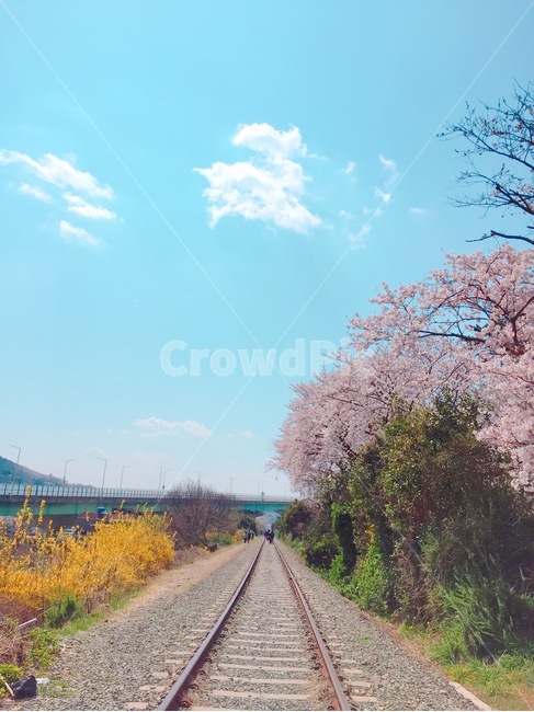 봄,철길,풍경,자연,꽃길,기차길,기찻길,벚꽃,개나리,봄,계절,spring,season,rail,레일,train track,railway,철도,transportation,교통