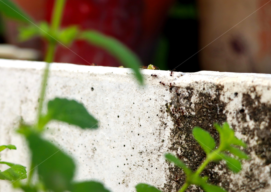 개미,열정,끈기,노력,replay,ant,자연,나무,passion,tenacity,patience,effort,식물,자연,plants,nature