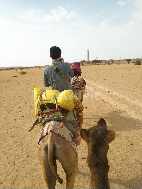 사막,인도,인도여행,자이살메르,낙타,india,trip,travel,desert