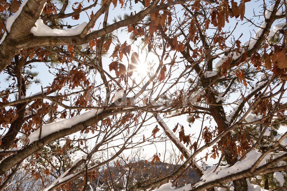 겨울,눈,흰색,자연,추위,겨울,계절,winter,season,식물,자연,plants,nature,나무,trees,wood