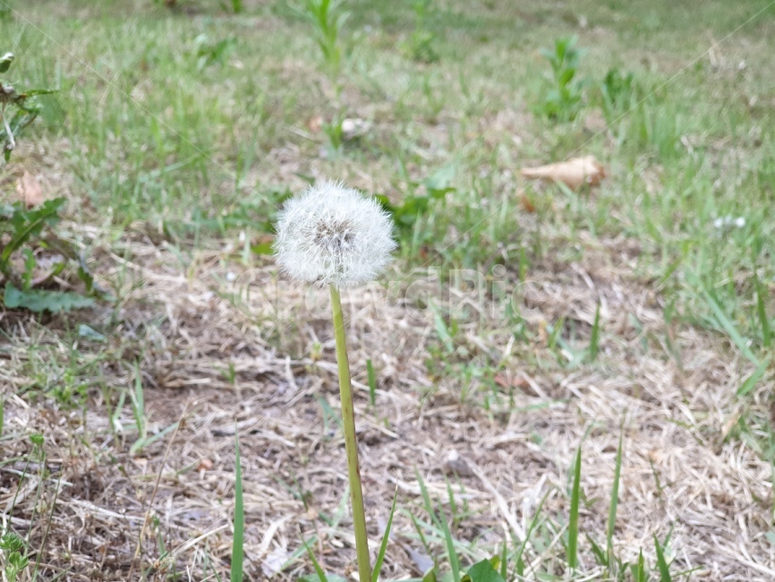 민들레꽃,dandelion,민들레,꽃,봄꽃