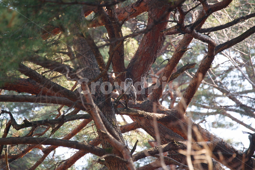 tree,나무,소나무,올빼미,맹금류,동물,animal,조류,새,birds