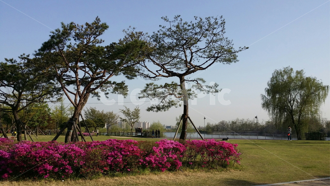 plant,식물,인간,사람,옥외,하늘,공원,꽃,야외,자연