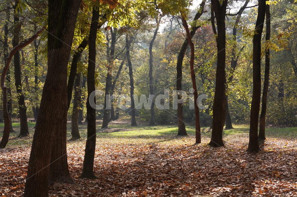 숲,숲속,나무,고요함,식물,가을,나무줄기,자연,풍경,nature,landscape