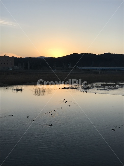 청둥오리,노을,풍경,가족,위로