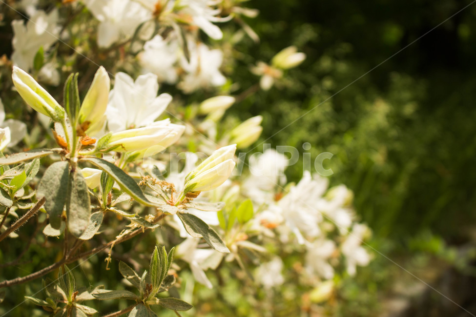 꽃,감성,식물,flower,plant,풍경,landscape,식물,자연,plants,nature,꽃,flower,휴식,힐링,rest,relaxation,healing