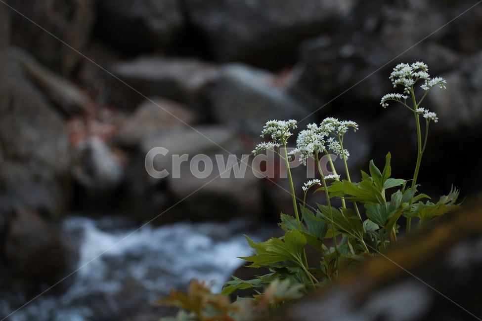 돌단풍,봄꽃,식물,계곡,장미목,바위틈,식물,자연,plants,nature,꽃,flower