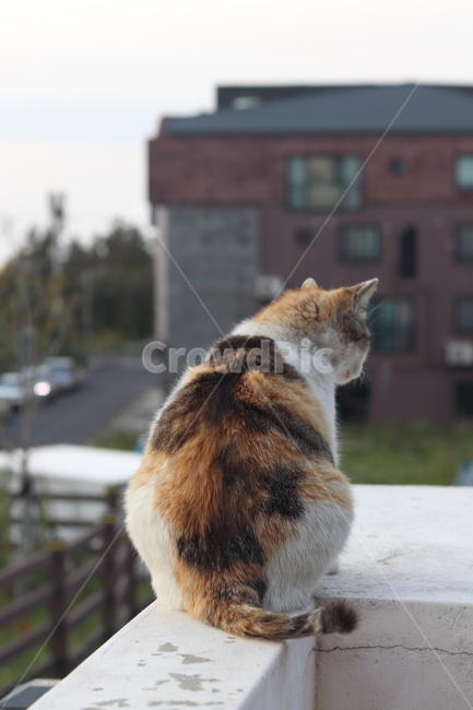 stray cat,cat,animal,back,three colors,pet