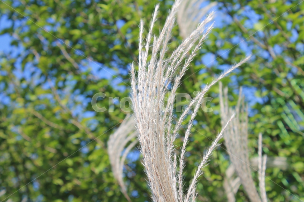 갈대,가을,하늘,reed,autumn,fall,plant,식물,식물,자연,plants,nature