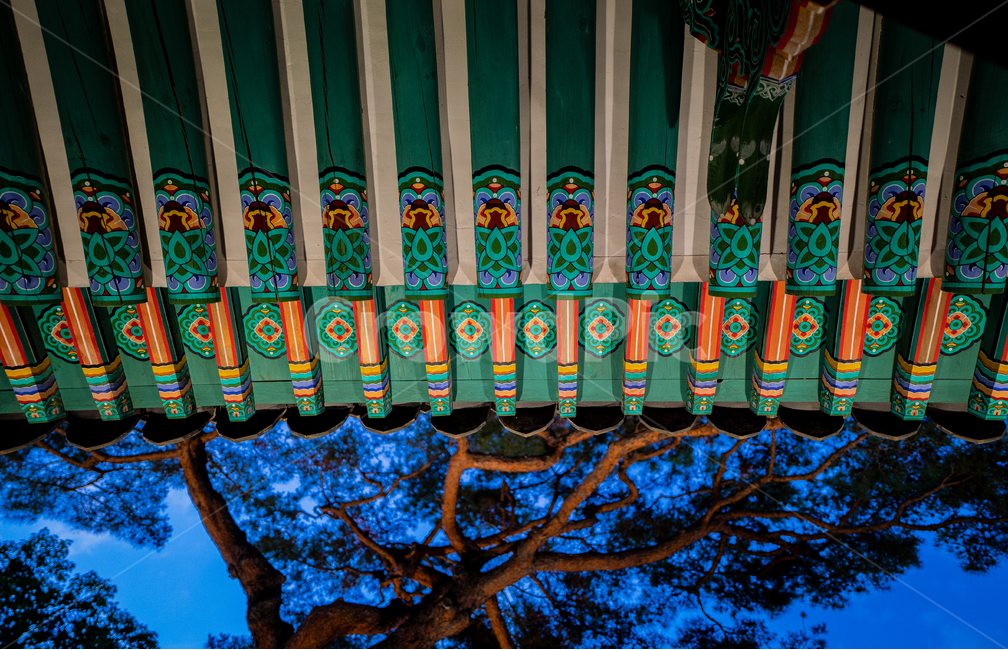 창경궁,대한민구,궁궐,야경,나무,건축물,무늬,한국전통,한국문화,korean traditional,korean culture,건축물,건물외관,exterior,building,structure,architecture,construction