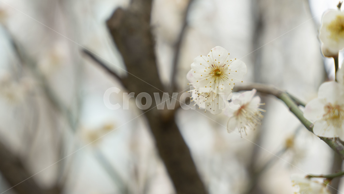 plant,식물,꽃,blossom,꽃봉오리,bud,spring,flower,봄,식물,자연,plants,nature,꽃,flower