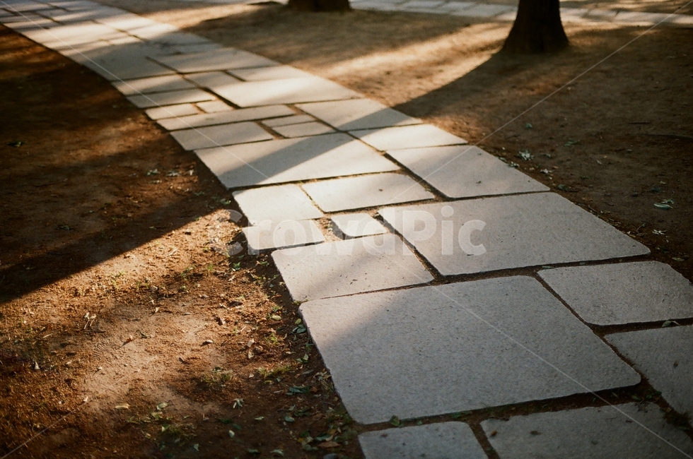 공원,길,나무,낮,필름사진,감성,tree,forest,park,way,path,filmphoto,day,그림자,shadow