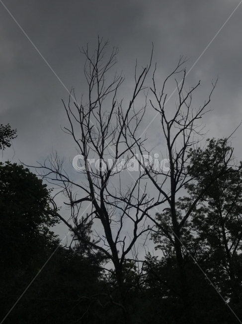 먹구름,흐림,야경,저녁,나무,Tree,식물,자연,plants,nature,나무,trees,wood,흑백,모노톤,monochrome,black and white