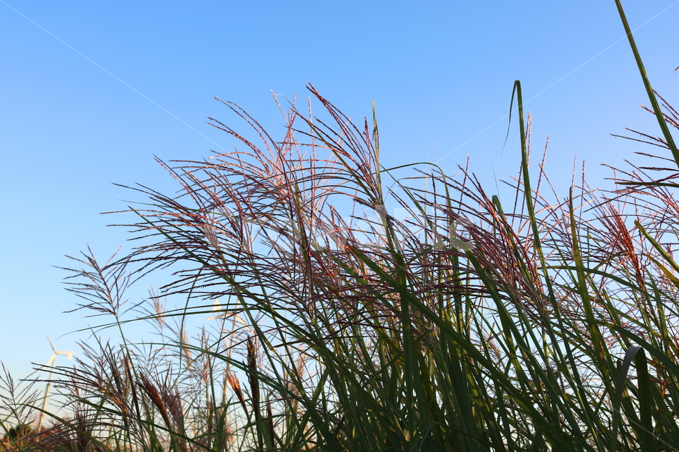 억새,억새풀,식물,자연,가을,벼과,가을,계절,fall,autumn,season,grass,잔디,plant,lawn,reed,갈대