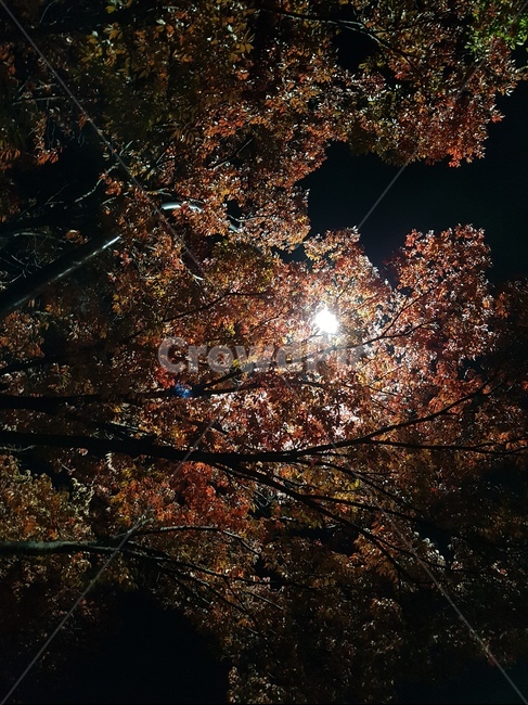 길,가을,나무,단풍,도로,가을,계절,fall,autumn,season,야경,밤,풍경,nightscape,night,landscape,flare,플레어,light,빛