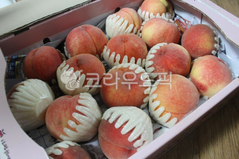 fruit,과일,peach,복숭아,물복