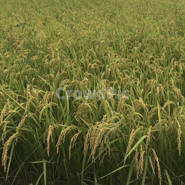 plant,식물,vegetation,초목,field,들,nature,자연,outdoors,옥외,목초지,grassland,벼,가을,추수,추석,harvest,가을걷이,rice,밥,농사,farm,들판,논,모내기,농촌,fall,autumn,벼이삭,쌀농사,쌀,가을풍경,황금빛