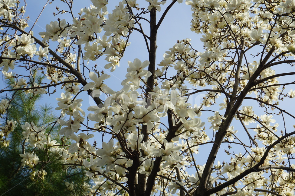 목련,흰색,나무,꽃,봄꽃,식물,자연,plants,nature,꽃,flower