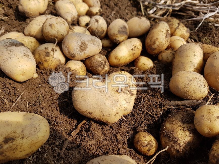 식물,plant,감자,괴경,하트,potato,하트감자,tuber