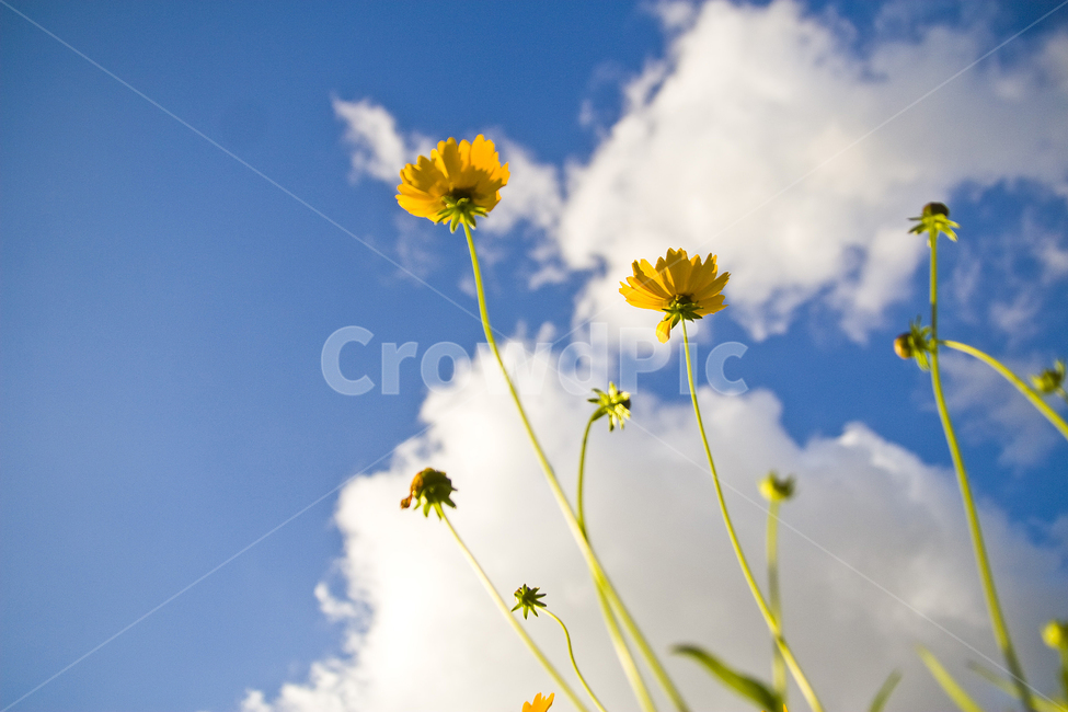 식물,plant,꽃,가을,감성,감성사진,하늘,식물,자연,plants,nature,꽃,flower