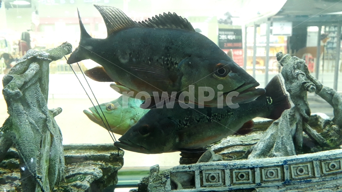 열대어,관상어,물고기,생선,fish,수족관,생물,해양생물,어류,물고기,fish