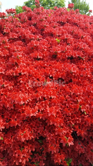 봄,철쭉,붉은꽃,꽃무더기,꽃다발,붉은색,식물,자연,plants,nature,꽃,flower