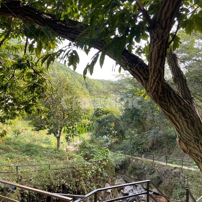 숲,시골,계곡,식물,나무,휴식,힐링,조용한,고요한,산속,forest,country,calm,자연