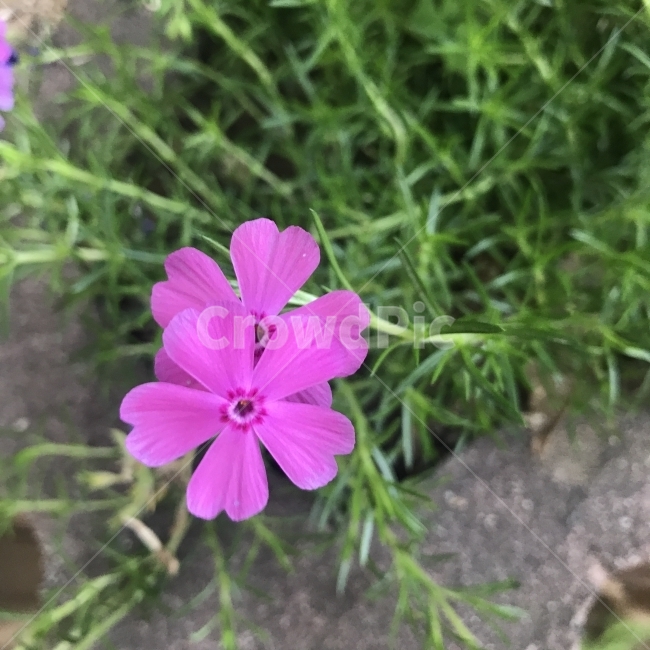 지면패랭이,패랭이,땅패랭이꽃,꽃잔디,꽃고비과,풀협죽도속,여려해살이풀,PhloxsubulataL,분홍꽃,관상용,지피식물,꽃,식물,Flower,식물,자연,plants,nature,꽃,flower