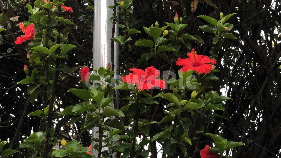 plant,식물,leaf,잎,blossom,꽃,flower,red,빨강,봄,여름,가을,생화,들꽃
