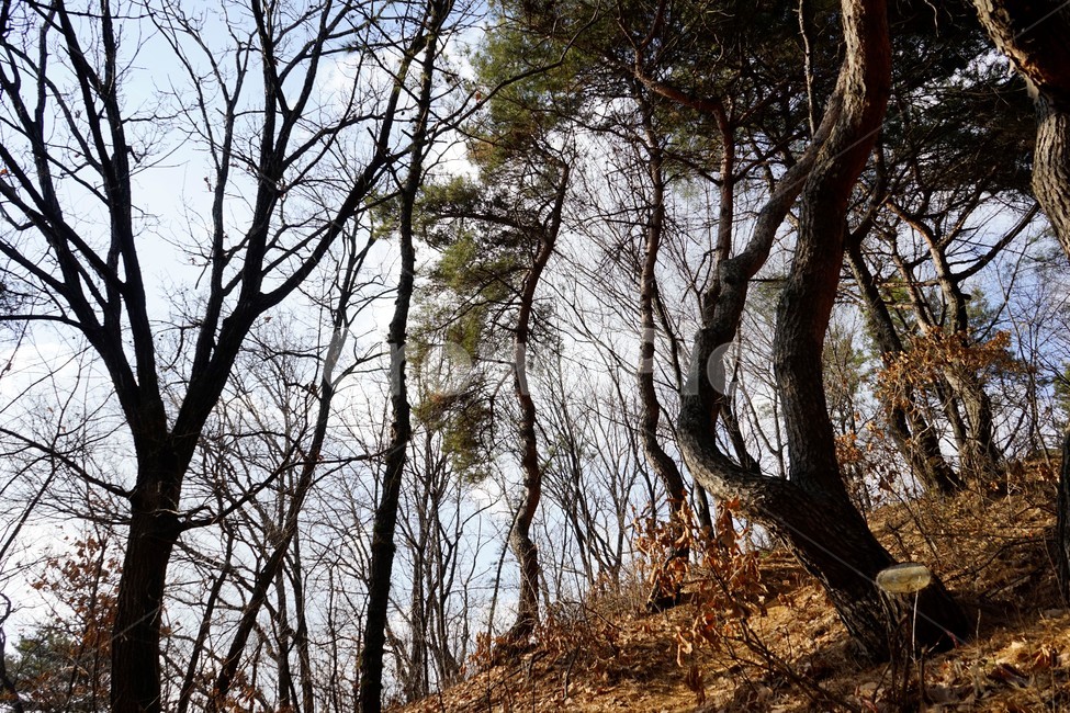 나무,자연,산,숲,산책로,계절,상록수,가지,겨울,겨울산,침엽수,활엽수,실루엣,tree,하늘배경,하늘,식물,마른잎,분위기,감성,겨울나무,쓸쓸함,외로움,고요,나뭇가지,풍경,자연,풍경,nature,landscape,tree,plant,식물,tree trunk,나무 줄기