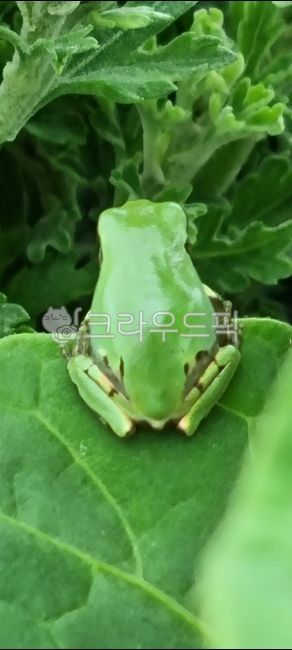 animal,동물,개구리,청개구리,식물,잎사귀,초록,양서류,frog