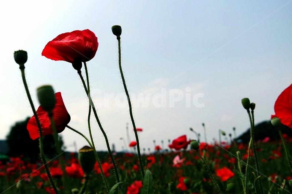 꽃양귀비,양귀비,양귀비꽃,붉은색꽃,꽃사진,양귀비축제,식물,자연,plants,nature,꽃,flower