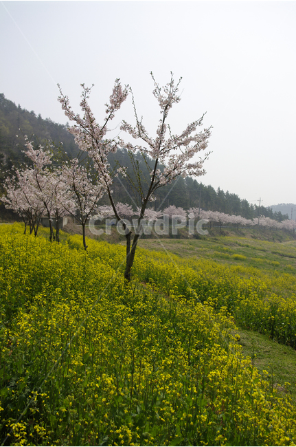 섬,바다,유채,꽃,봄,봄날,봄풍경,감성,spring,flower,노란색,진도,남해,섬풍경,island,봄길,산책,봄나들이,벚꽃,유채꽃길,봄,계절,spring,season,자연,풍경,nature,landscape,한국자연풍경,한국자연경관,korea nature landscape,field,들,grassland,목초지,outdoors,옥외